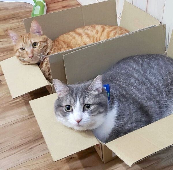 ダンボールに入るトロくん、シオくん