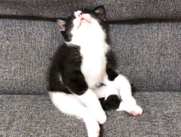 遊んで燃え尽きてしまったむーくん