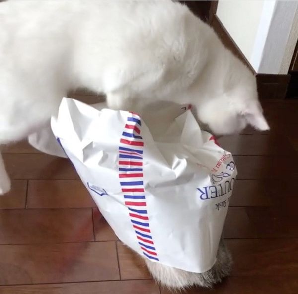 袋で遊ぶ猫