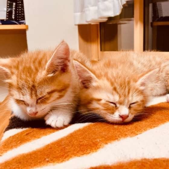 仲良く眠る猫