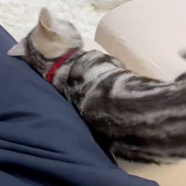 スリスリして甘えるあんみつちゃん