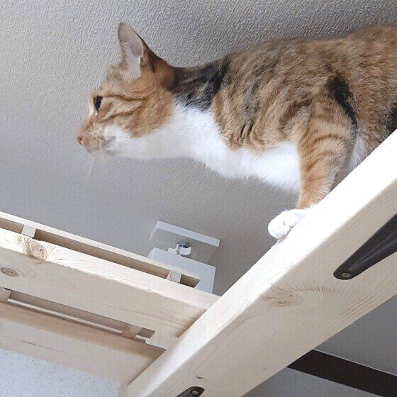 Mix（ミケ）の鈴ちゃん♪