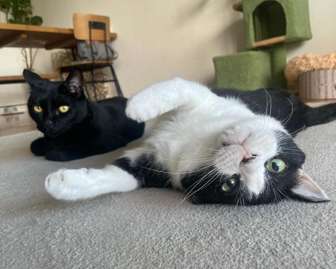 まったりする虎徹くん、はなびくん