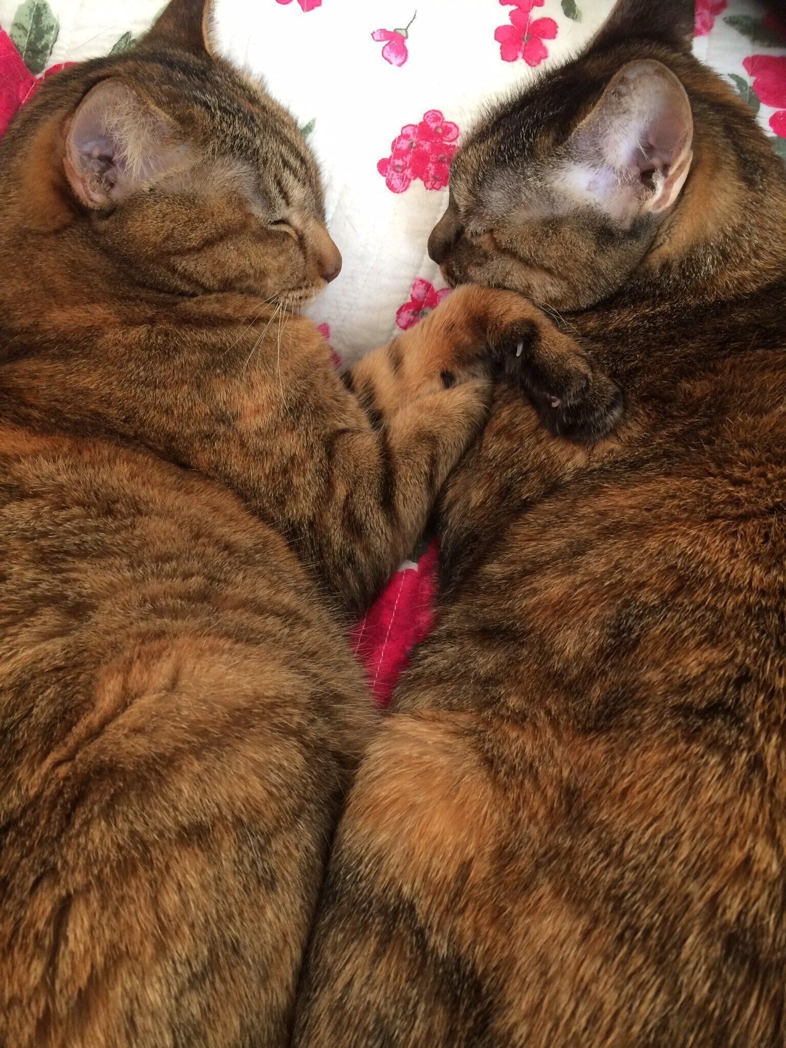 ヨネちゃんイネちゃん姉妹