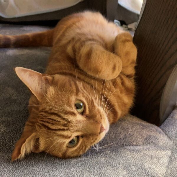 カーペットに横たわるナツメグくん