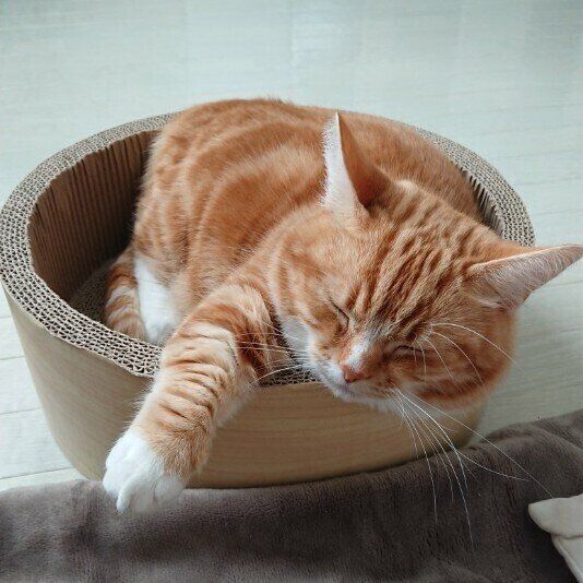 眠るマンチカン