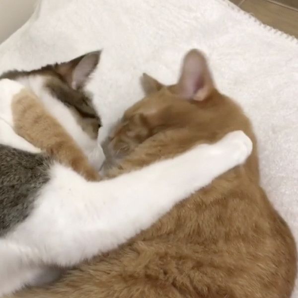 仲良しな兄弟猫