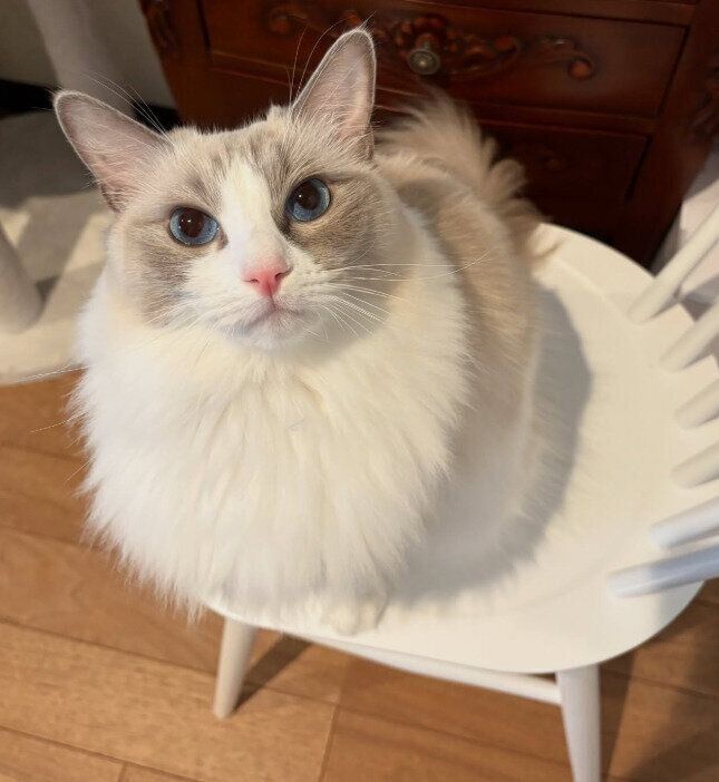 見上げるラグドール