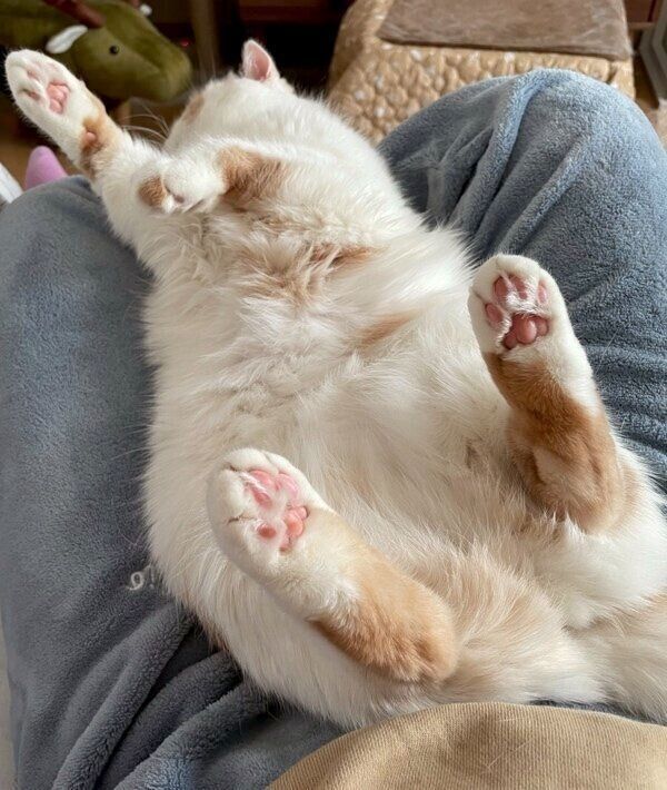 飼い主さんにくっつくホイちゃん