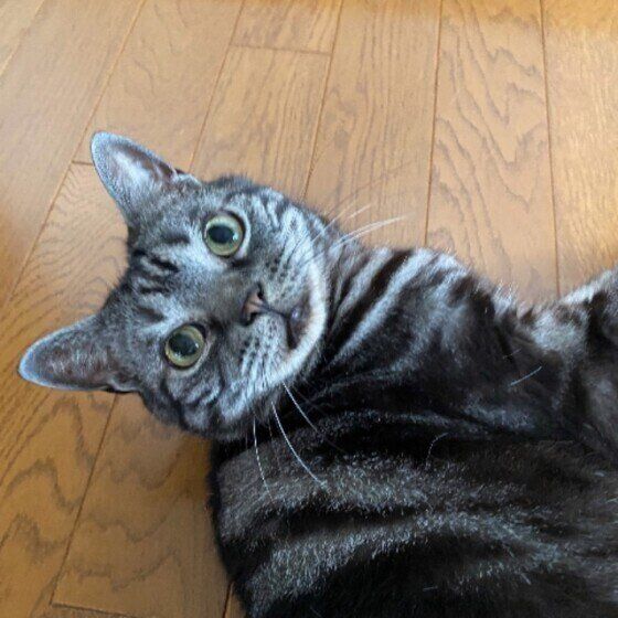 アメリカンショートヘアのまるちゃん