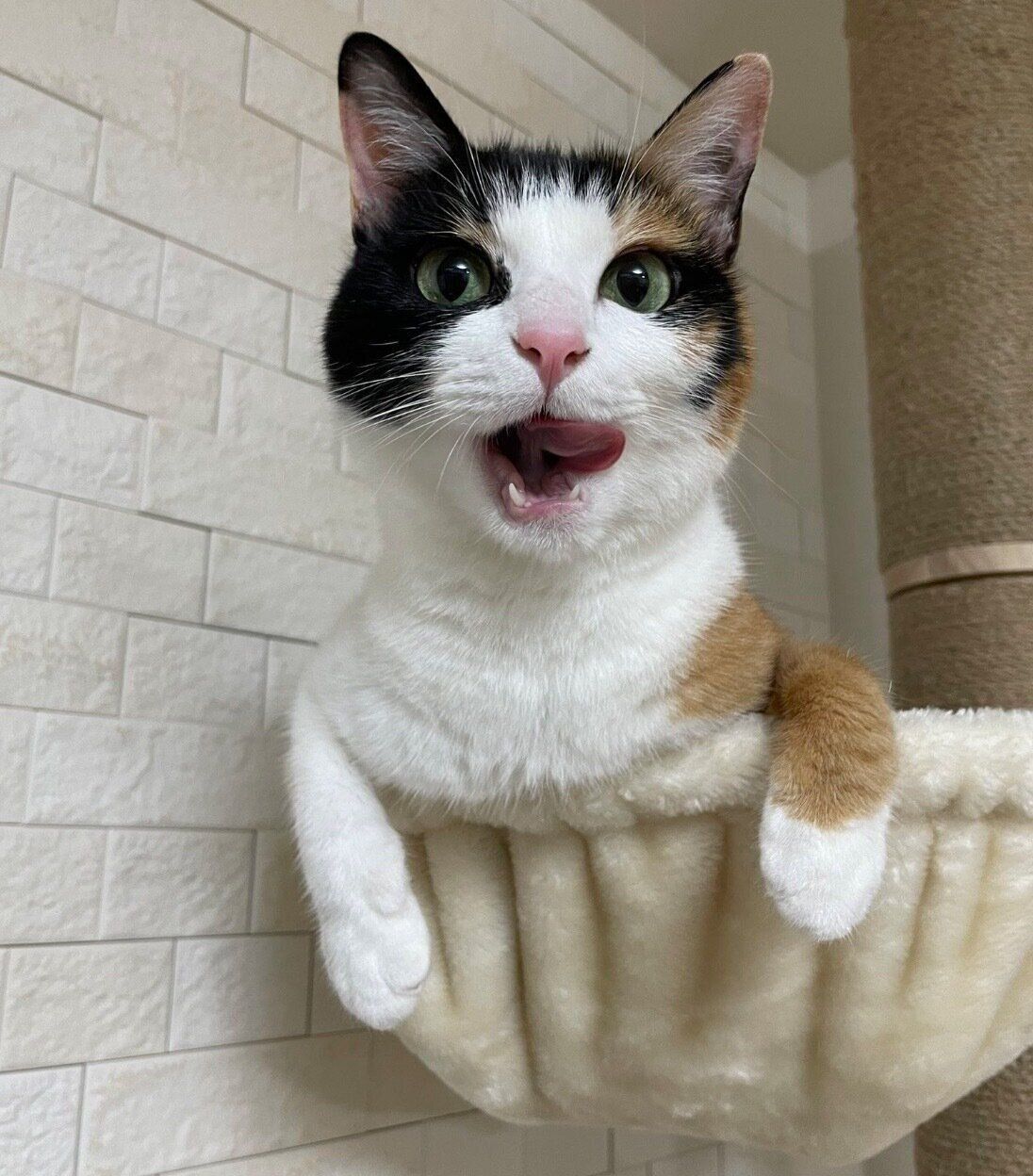 くつろぐなっちゃん