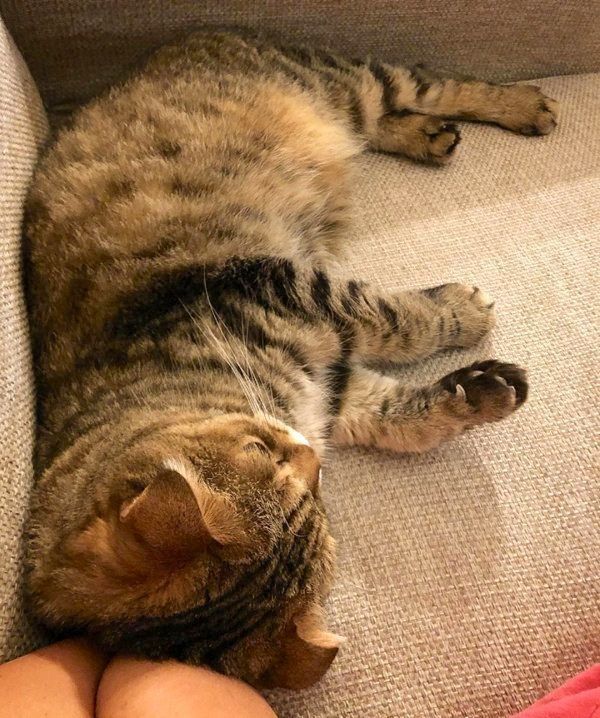 添い寝するスコティッシュフォールド