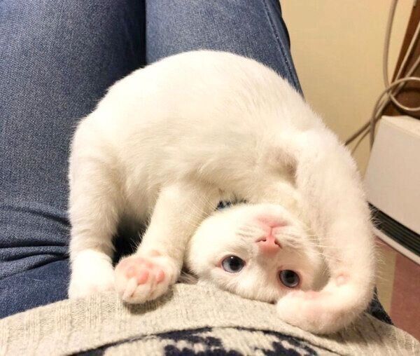 可愛いポーズをするコハクさん