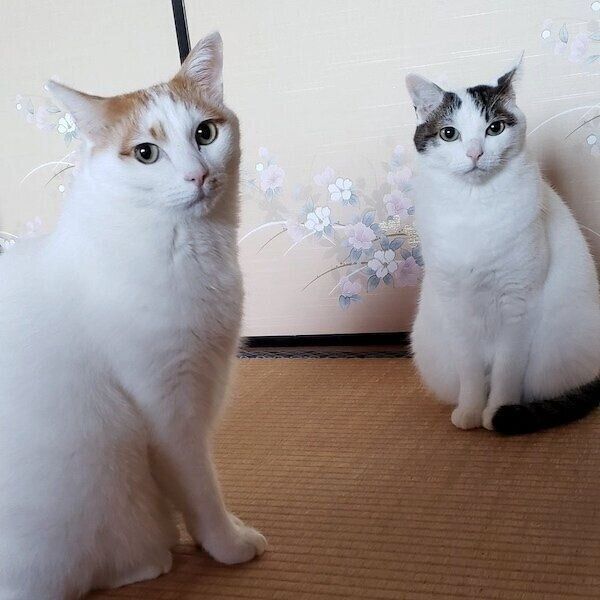 仲良くカメラ目線のにこちゃんとはなくん