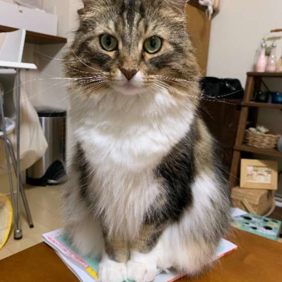 「ねこのきもち」に乗るノルウェージアンフォレストキャット