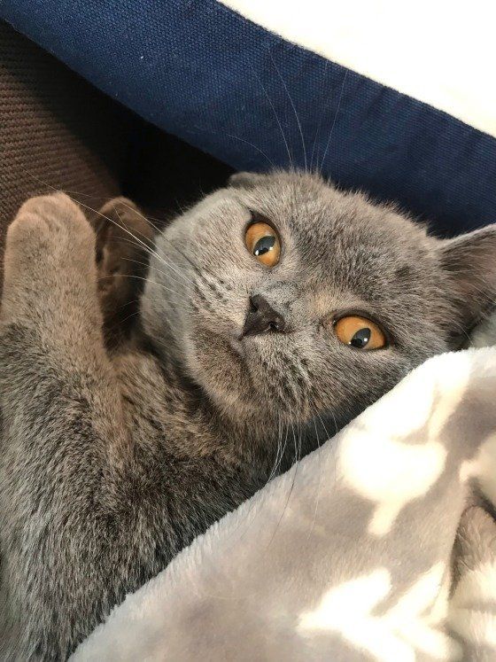 隠れているところを見つかってしまったブリティッシュショートヘアのハミィ