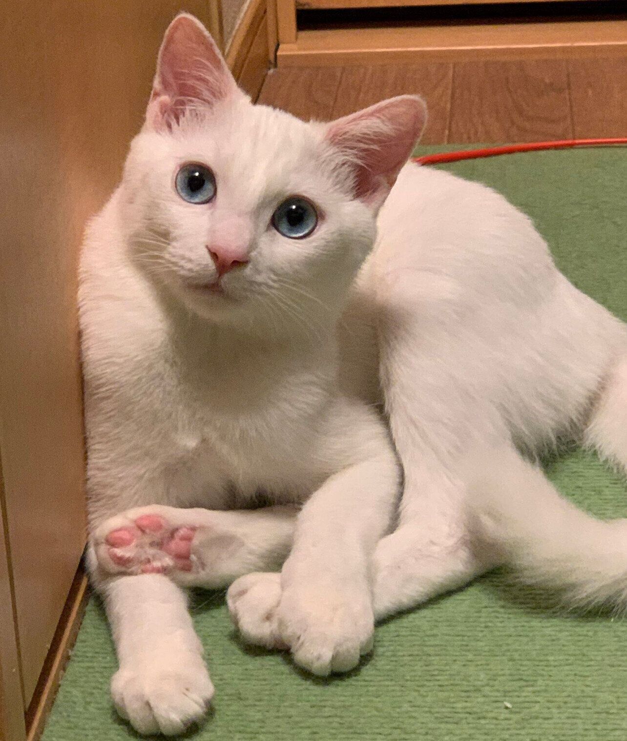 見つめるあさひくん