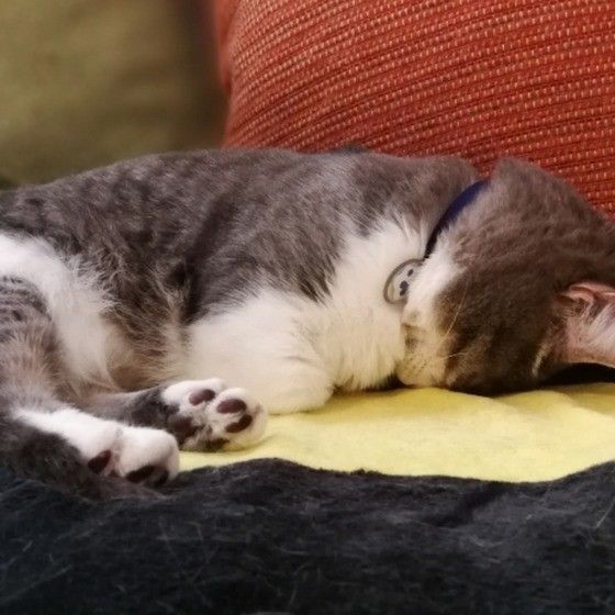 ごめん寝をするマンチカン