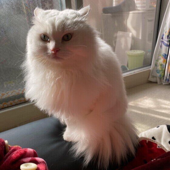 イカ耳になるMix猫