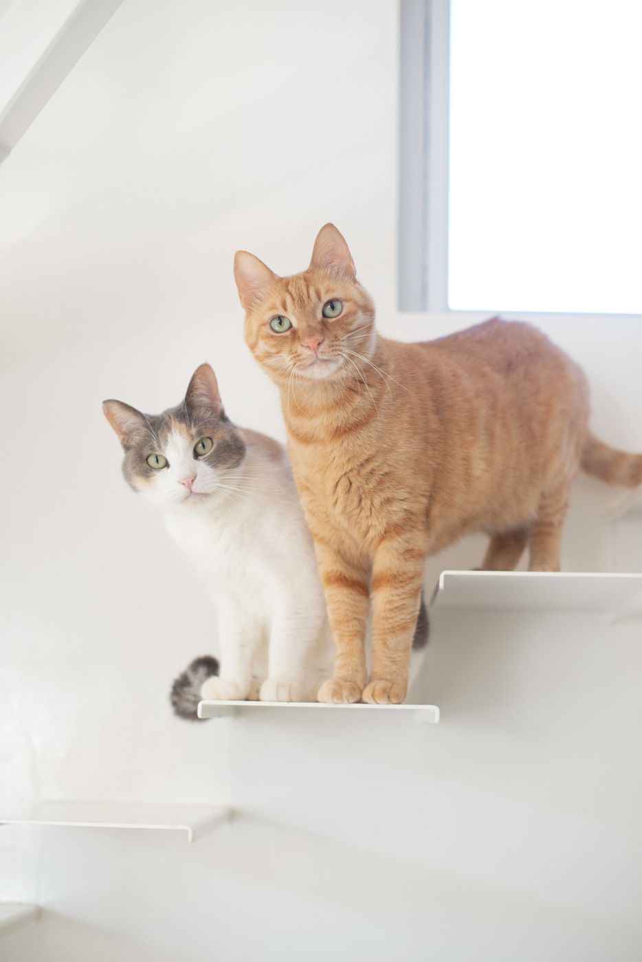 猫の飼い主さん約00人に調査 オスとメスの行動の違い ねこのきもちweb Magazine 猫の飼い主さん約00人に調査 オスとメスの行動の違い ねこのきもちweb Magazine