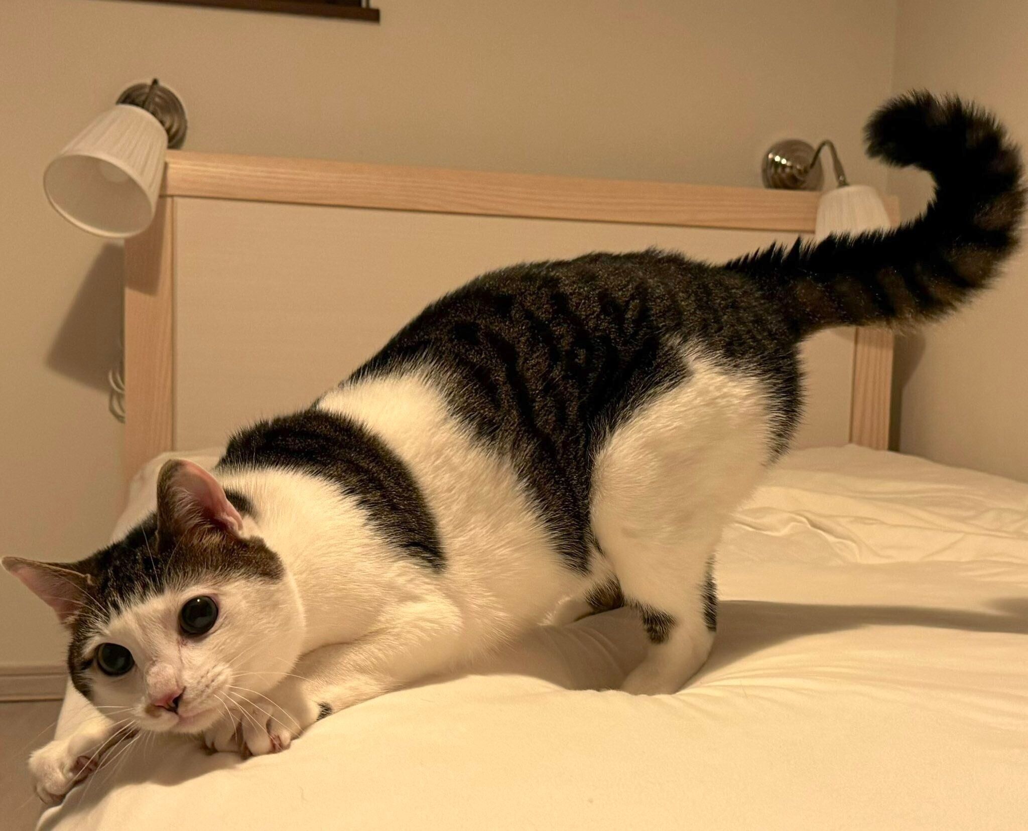 遊ぶ気満々なセロイくん