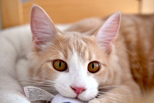 おもちゃで遊ぶカルネくん