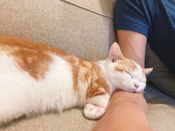 眠るこなつくん