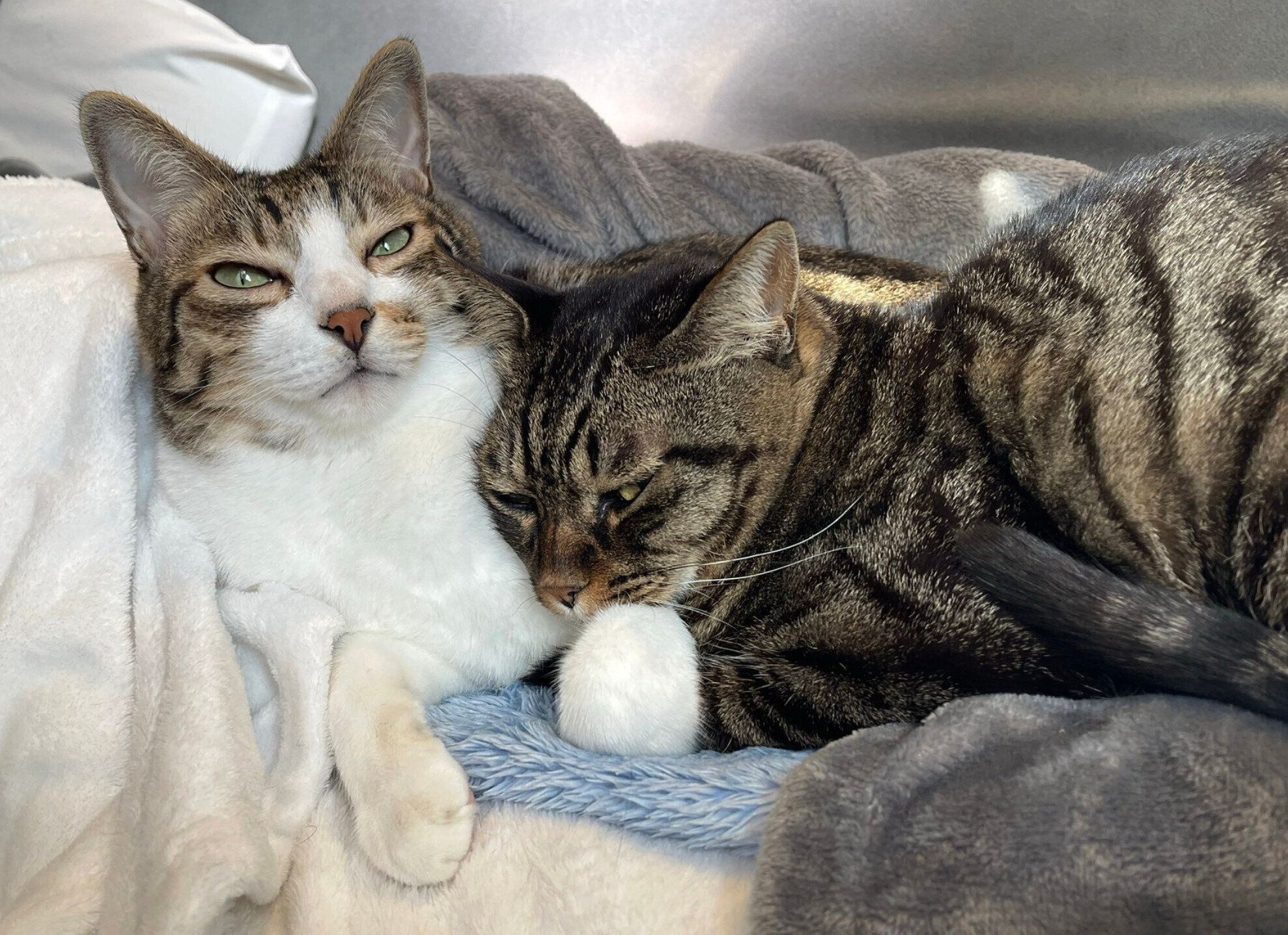 仲良く二度寝をする南南くん、真良くん