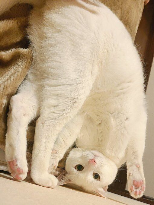 ユニークなポーズを取る丹波くん