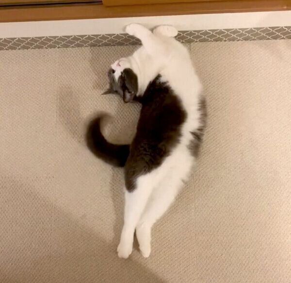 ダラダラするおもちちゃん