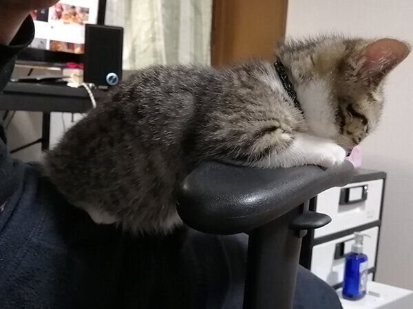 椅子の肘掛けで寝ちゃうもかちゃん