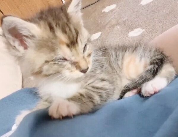 子猫時代のシズちゃん