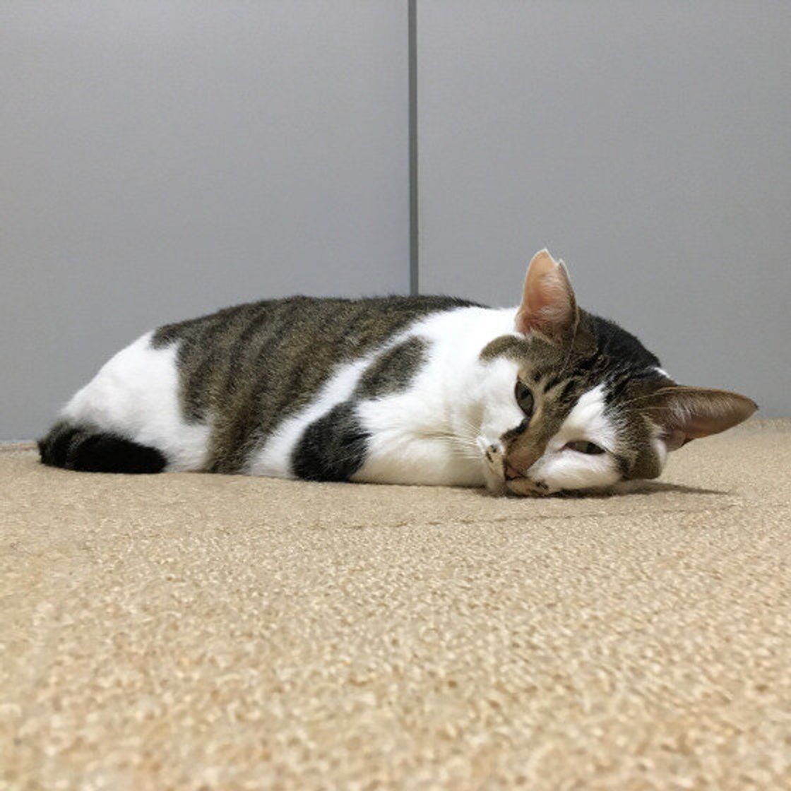 猫だって ふて寝 する 本音に迫ってわかった かわいい理由 獣医師解説 ねこのきもちweb Magazine 猫だって ふて寝 する 本音に迫ってわかった かわいい理由 獣医師解説 ねこのきもちweb Magazine