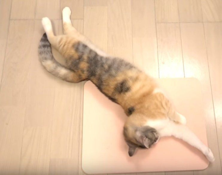 バスマットの上でくつろぐ猫