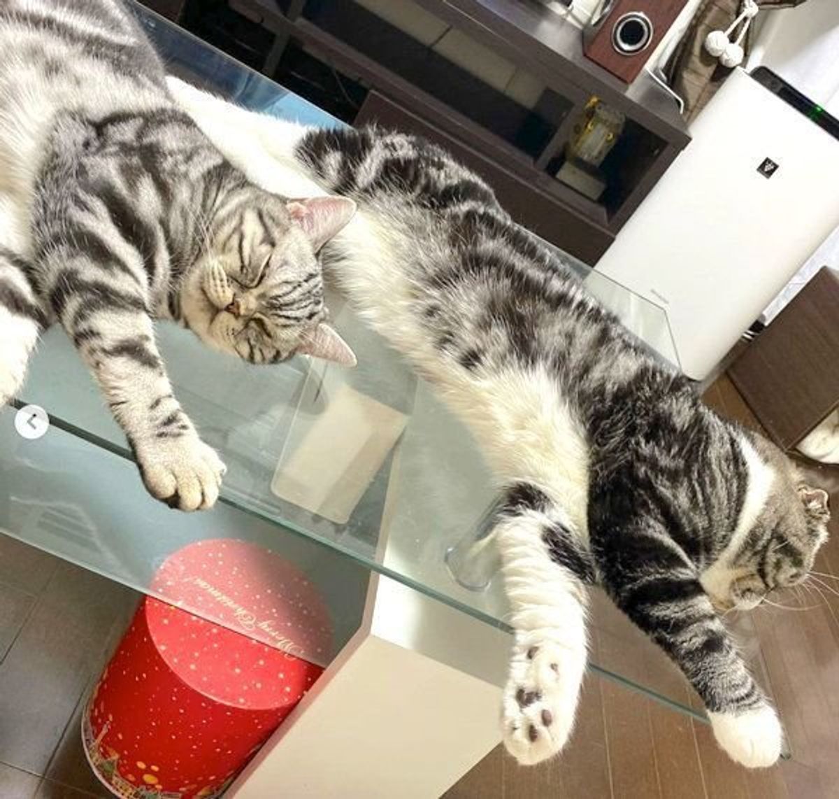 在宅勤務で嬉しい悲鳴も 飼い主に ネコハラ する猫たちの実態 ねこのきもちweb Magazine 在宅勤務で嬉しい悲鳴も 飼い主に ネコハラ する猫たちの実態 ねこのきもちweb Magazine