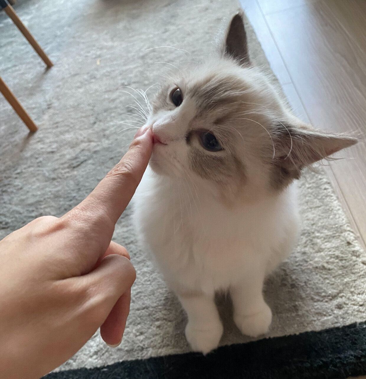 飼い主さんの手に鼻をくっつけるクレマちゃん