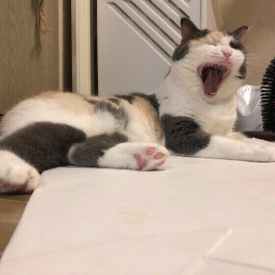 あくびをする猫