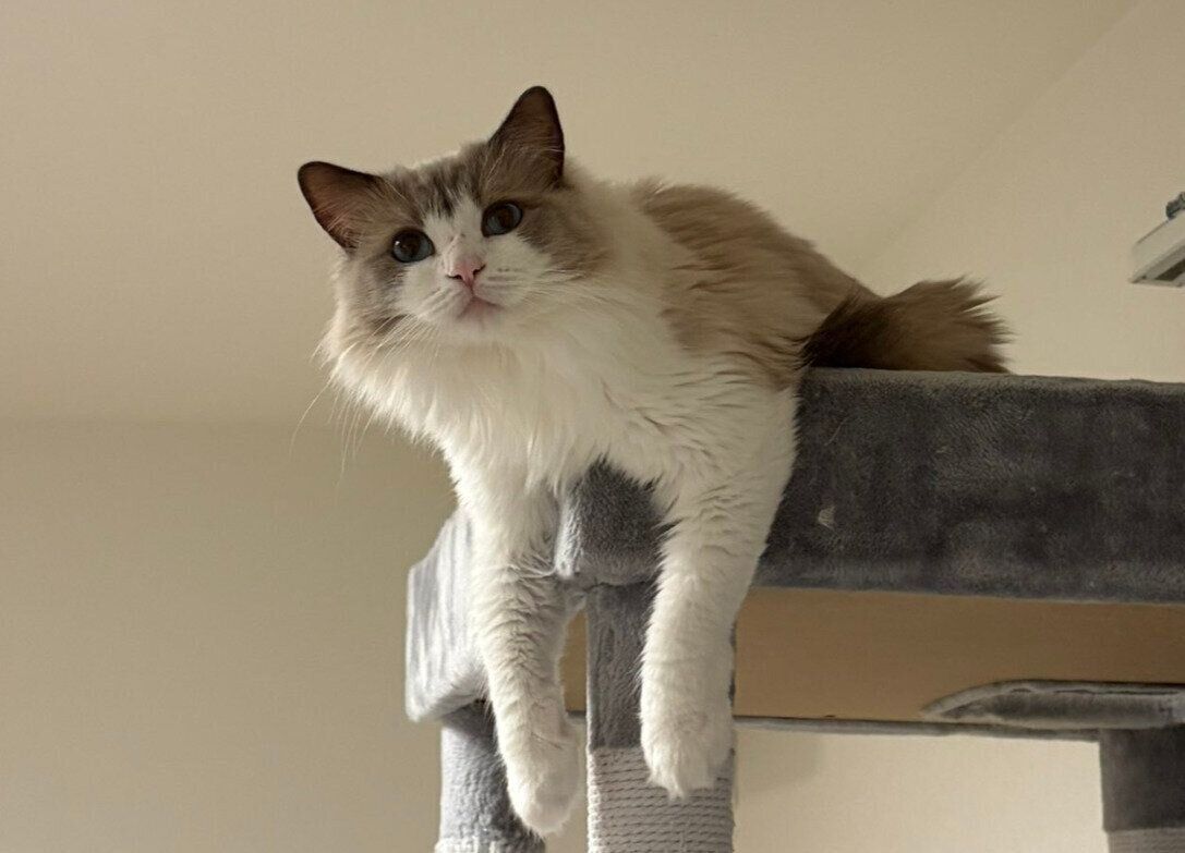  2才のラグドール