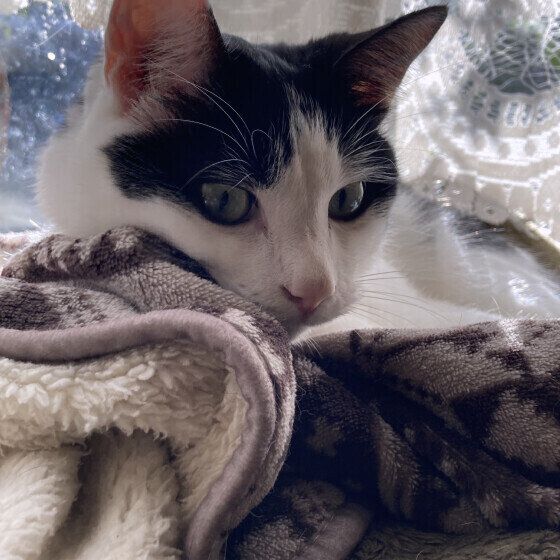 窓辺でくつろぐ黒白猫