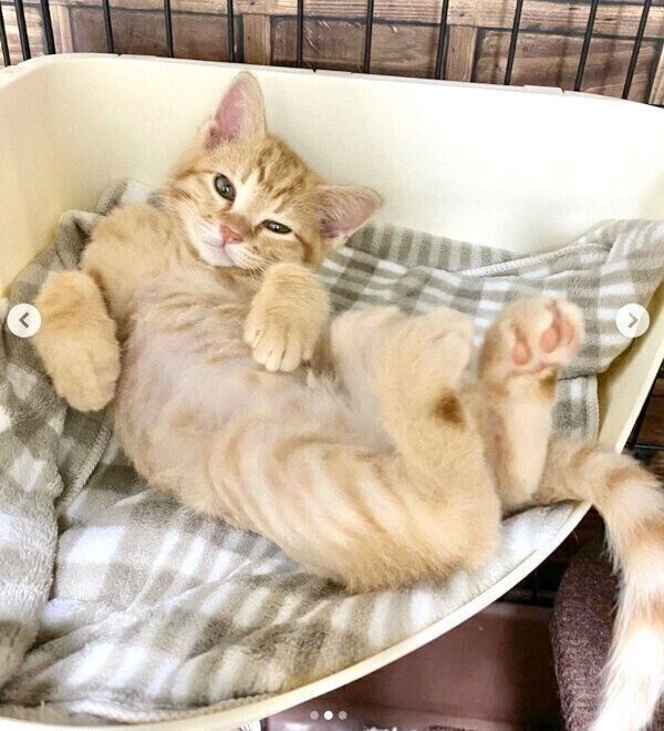 貫禄がスゴいみゃおちゃん
