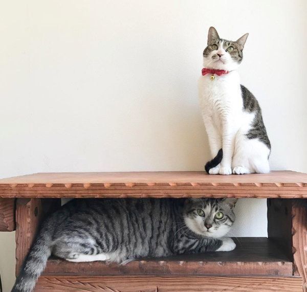 猫のうさこちゃんと春太郎くん