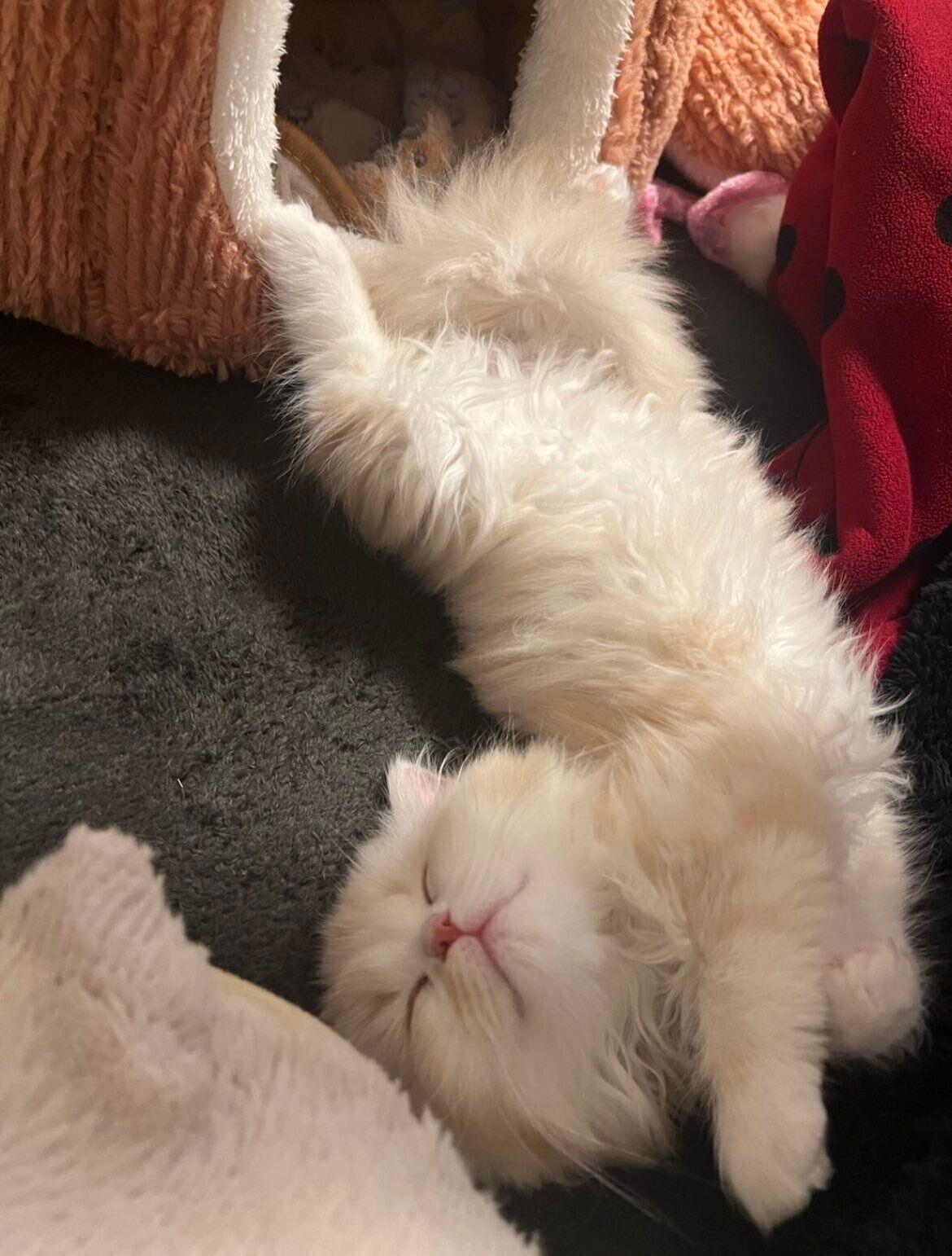 “ヘソ天”して寝ているミヌエット