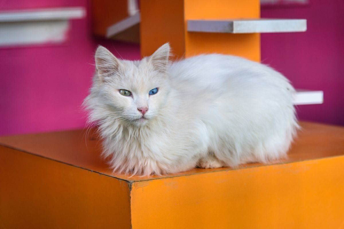 香箱座りのターキッシュ・アンゴラ