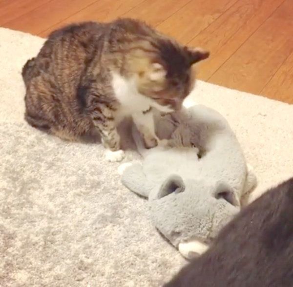 ぬいぐるみにふみふみする猫