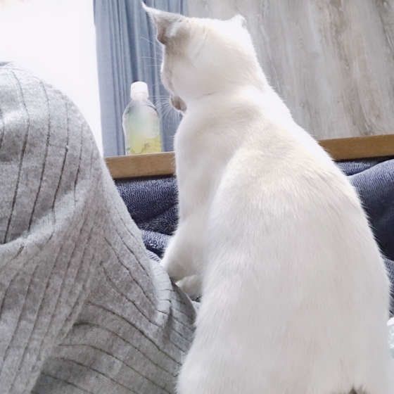 越しのマッサージをする白い猫