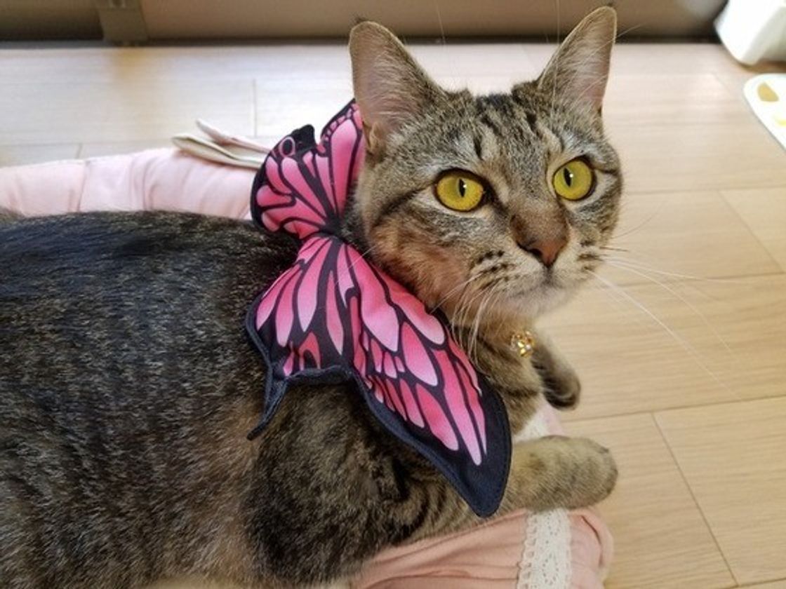 猫は 死ぬ前に姿を消す って本当なの 気になる真相を徹底解説 ねこのきもちweb Magazine