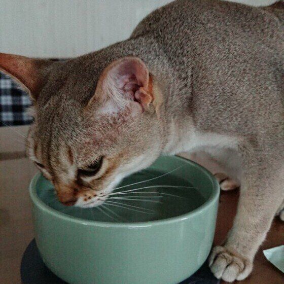 シンガプーラのまゆちゃん