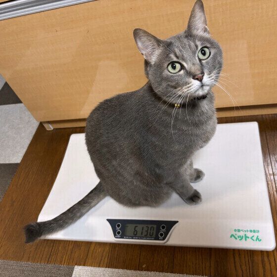 Mix（グレー）のそらくん♪