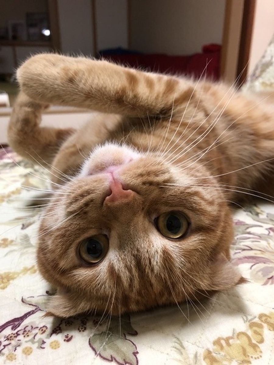 人にとっては体に嬉しい野菜 猫に与えていいの 猫に関する食べ物クイズ ねこのきもちweb Magazine 人にとっては体に嬉しい野菜 猫に与えていいの 猫に関する食べ物クイズ ねこのきもちweb Magazine