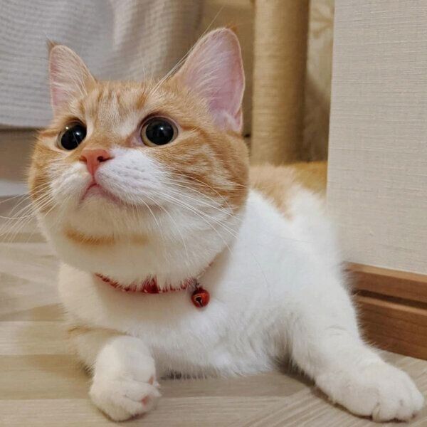 まんまるなお顔とお目めが可愛いむぎちゃん